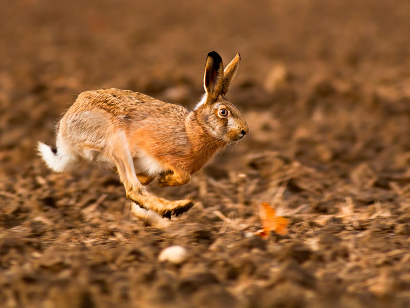 Rabbit runs over a field